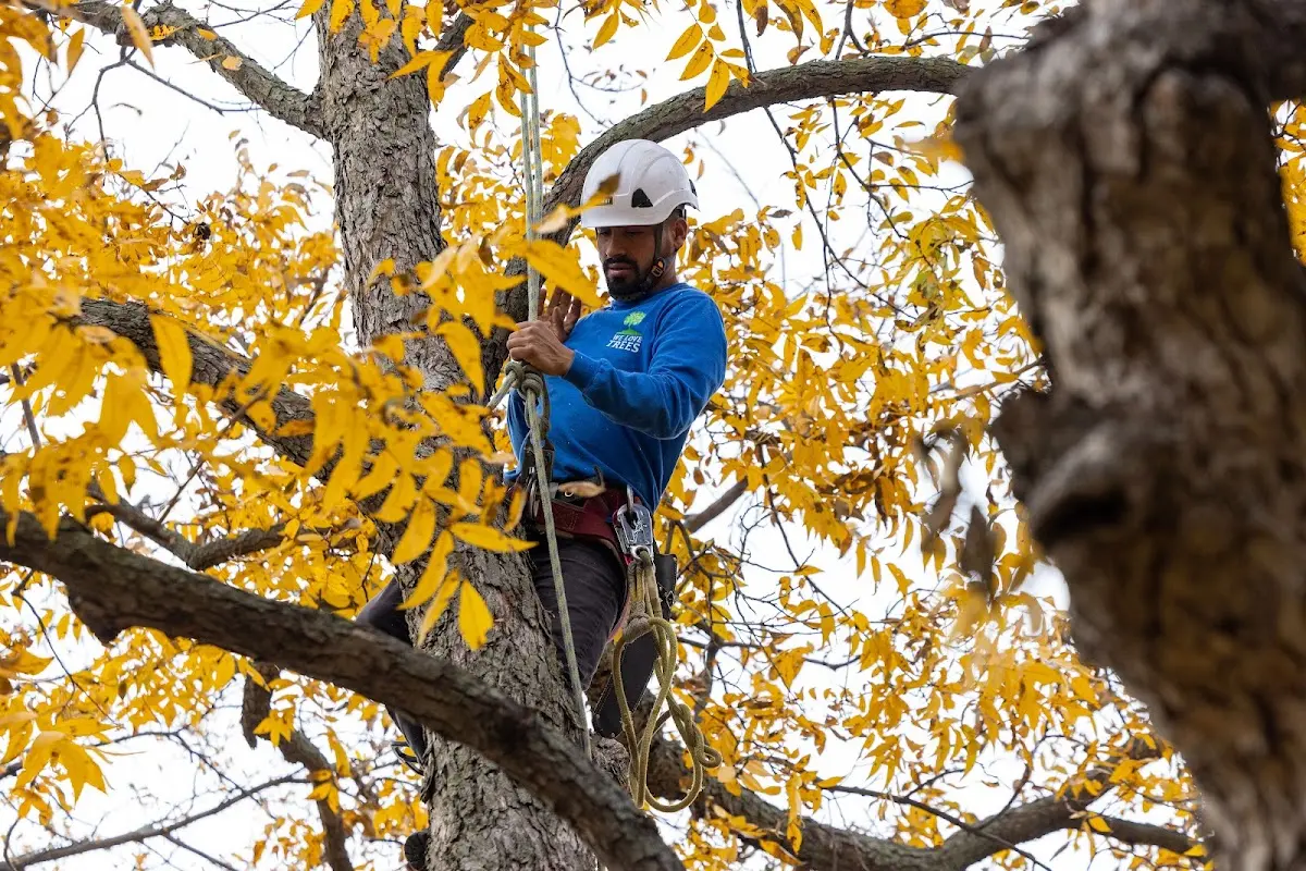 Skilled Tree Trimming crew working in Brodhead